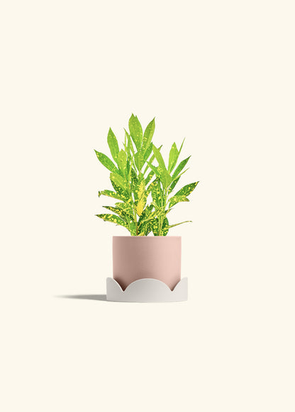 Gold Dust Croton in a 4 inches Pink Classic Cylinder Planter in a Oat Petal Drip Tray