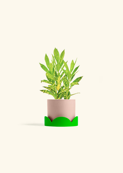 Gold Dust Croton in a 4 inches Pink Classic Cylinder Planter in a Shamrock Petal Drip Tray