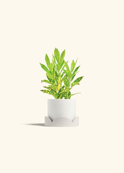 Gold Dust Croton in a 4 inches White Classic Cylinder Planter in a Oat Petal Drip Tray