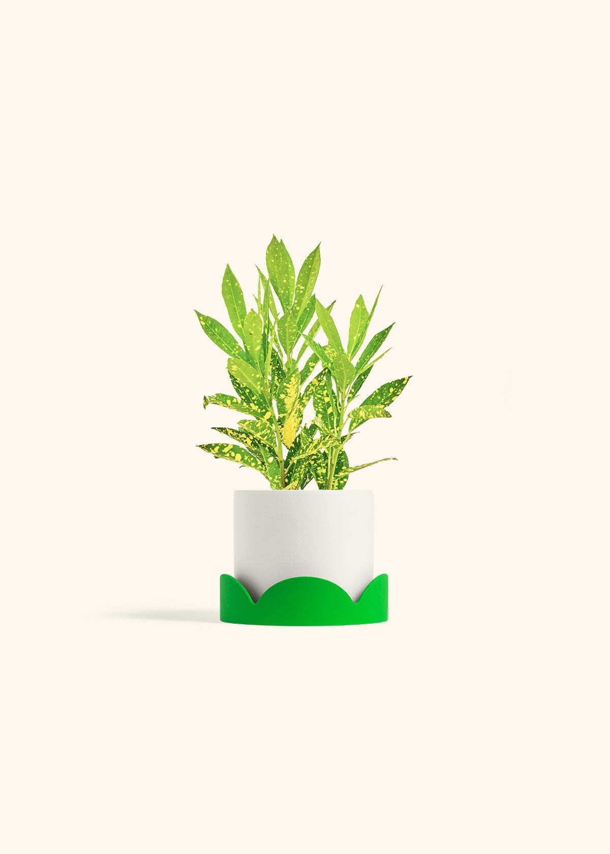 Gold Dust Croton in a 4 inches White Classic Cylinder Planter in a Shamrock Petal Drip Tray