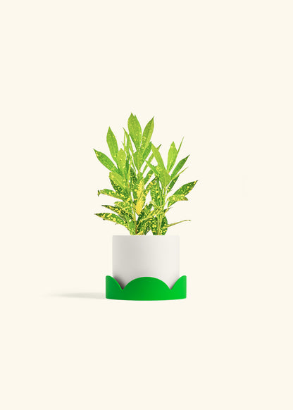 Gold Dust Croton in a 4 inches White Classic Cylinder Planter in a Shamrock Petal Drip Tray