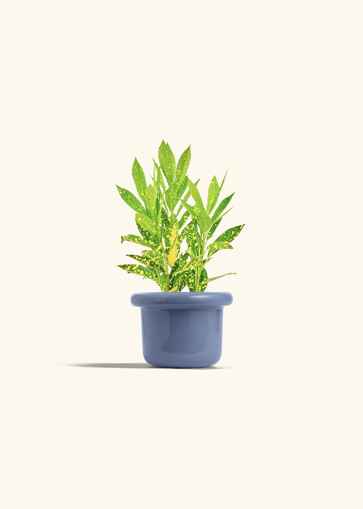 Gold Dust Croton in a 4 inches Fat Lip Blue Planter 