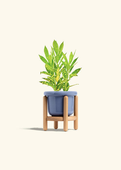Gold Dust Croton in a 4 inches Fat Lip Blue Planter in a Beech Wood Stand