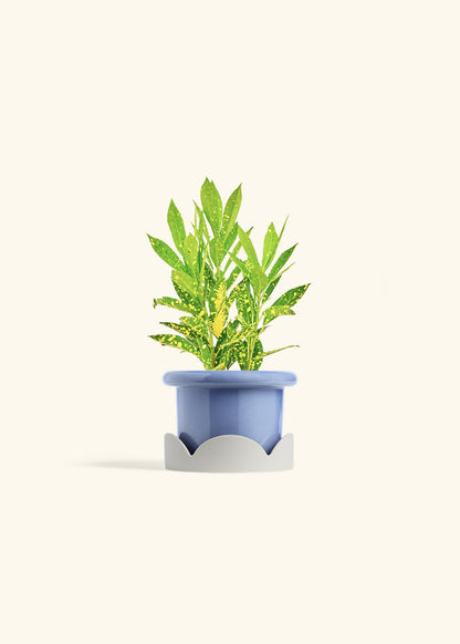 Gold Dust Croton in a 4 inches Fat Lip Blue Planter in a Oat Petal Drip Tray