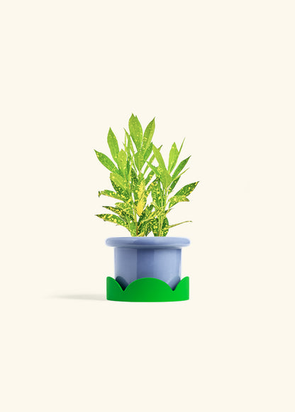 Gold Dust Croton in a 4 inches Fat Lip Blue Planter in a Shamrock Petal Drip Tray
