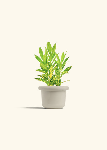 Gold Dust Croton in a 4 inches Fat Lip Oat Planter 