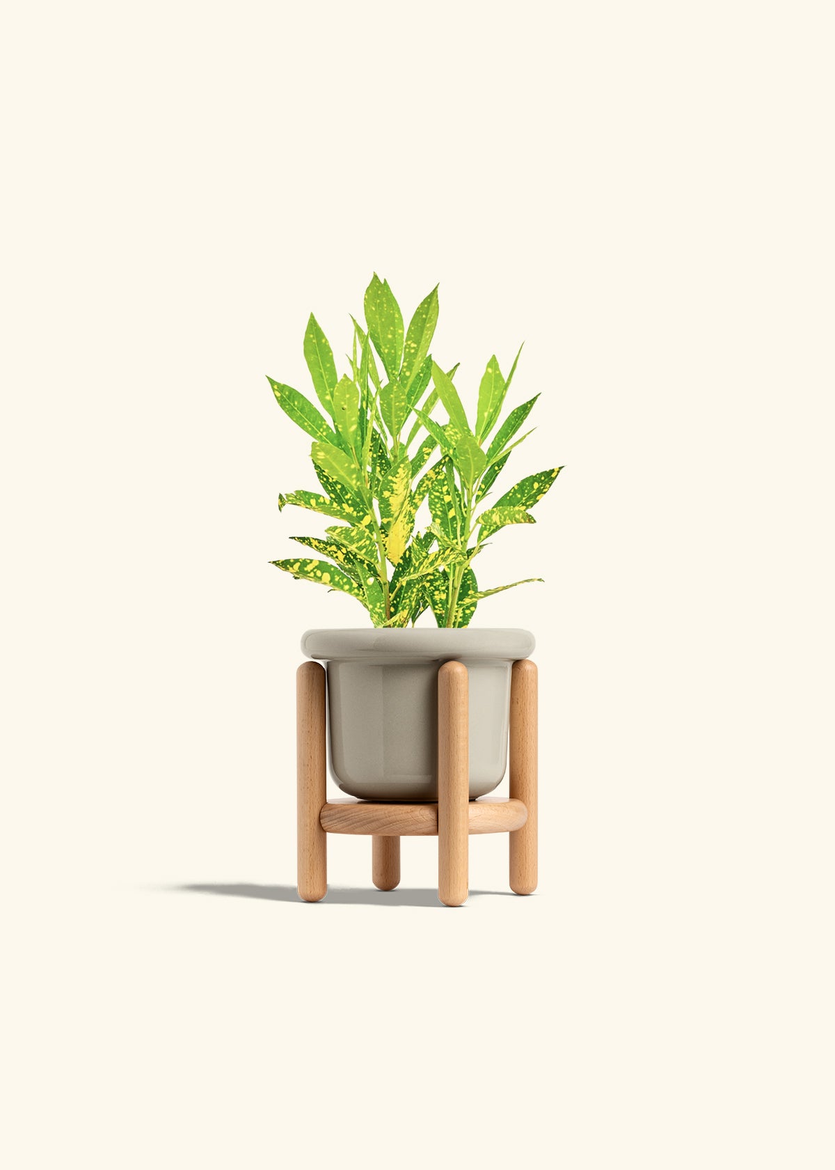 Gold Dust Croton in a 4 inches Fat Lip Oat Planter in a Beech Wood Stand