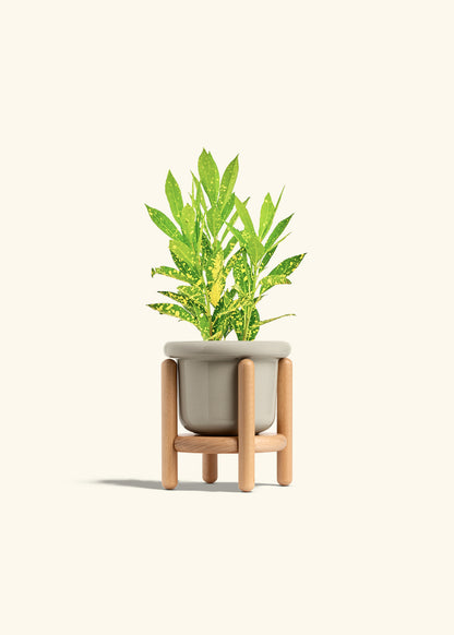 Gold Dust Croton in a 4 inches Fat Lip Oat Planter in a Beech Wood Stand