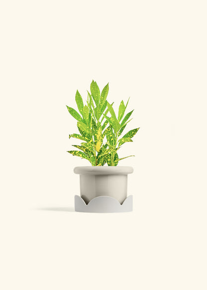Gold Dust Croton in a 4 inches Fat Lip Oat Planter in a Oat Petal Drip Tray