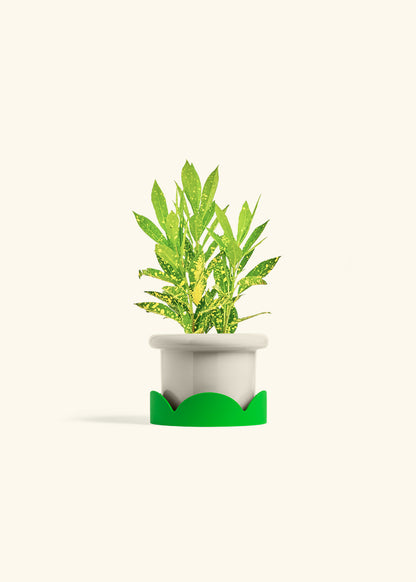 Gold Dust Croton in a 4 inches Fat Lip Oat Planter in a Shamrock Petal Drip Tray