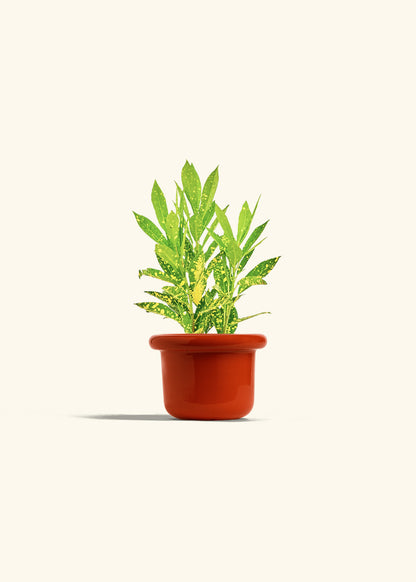 Gold Dust Croton in a 4 inches Fat Lip Red Planter 