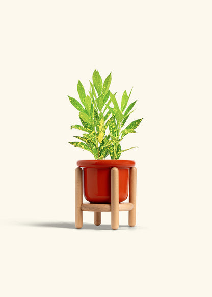 Gold Dust Croton in a 4 inches Fat Lip Red Planter in a Beech Wood Stand