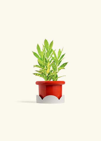 Gold Dust Croton in a 4 inches Fat Lip Red Planter in a Oat Petal Drip Tray