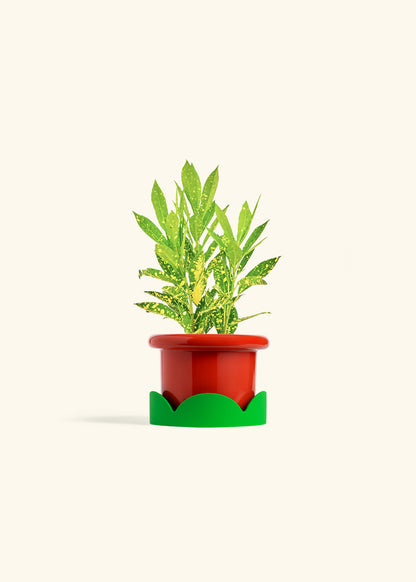 Gold Dust Croton in a 4 inches Fat Lip Red Planter in a Shamrock Petal Drip Tray
