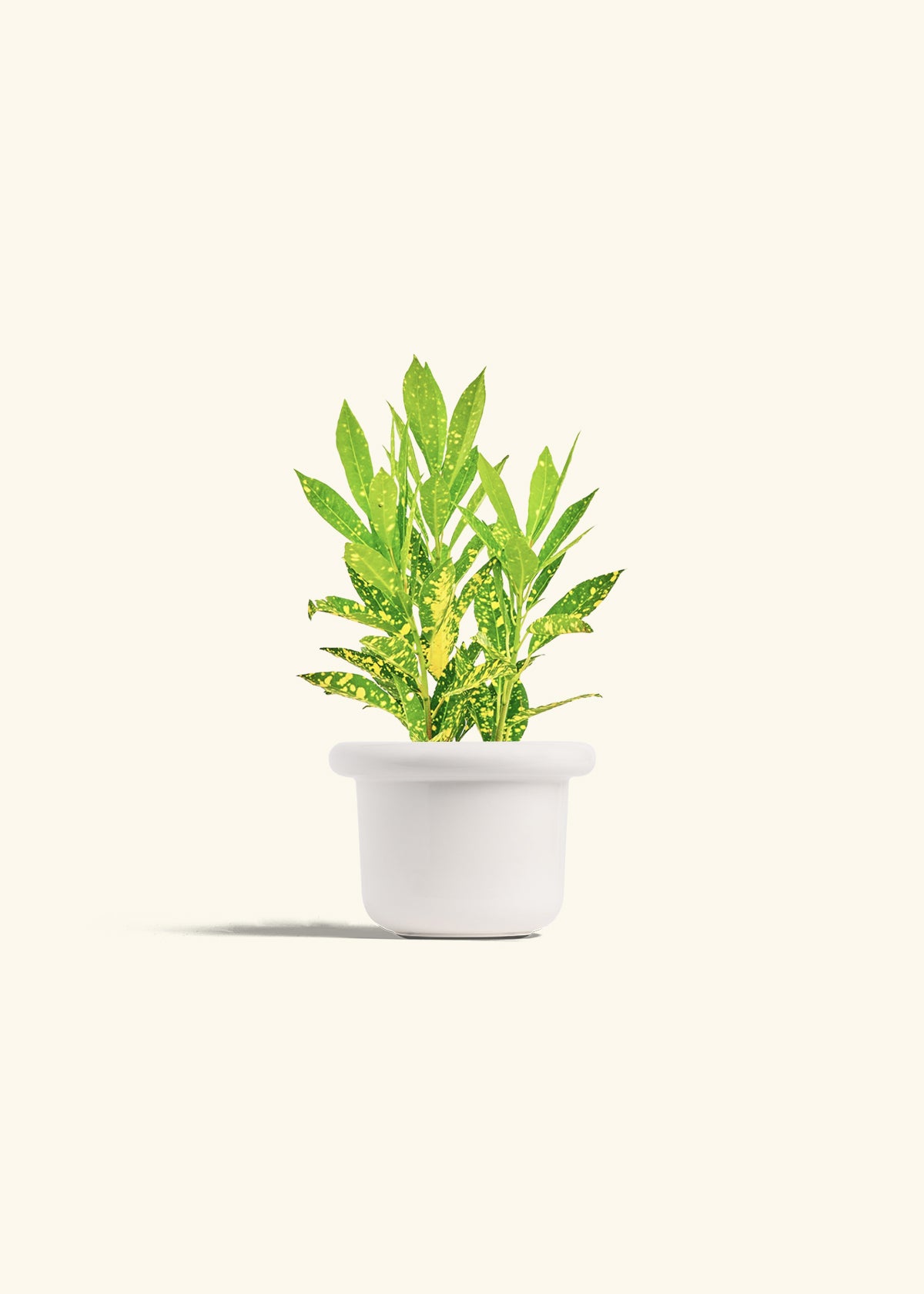Gold Dust Croton in a 4 inches Fat Lip White Planter 