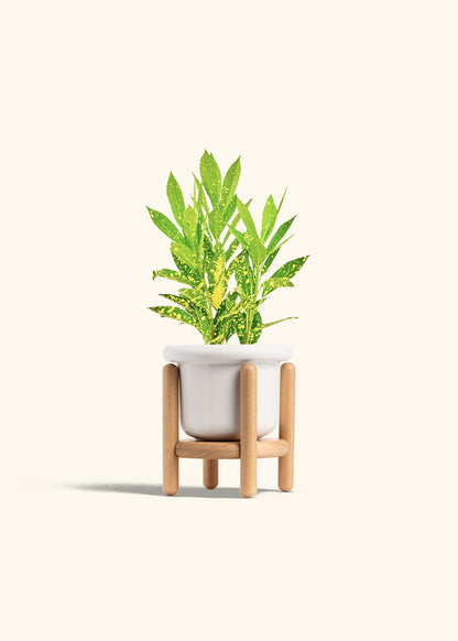 Gold Dust Croton in a 4 inches Fat Lip White Planter in a Beech Wood Stand