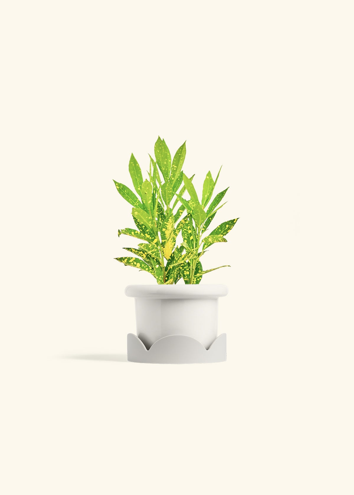 Gold Dust Croton in a 4 inches Fat Lip White Planter in a Oat Petal Drip Tray