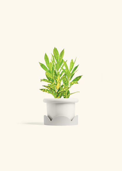 Gold Dust Croton in a 4 inches Fat Lip White Planter in a Oat Petal Drip Tray