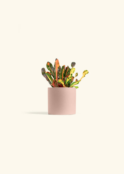 Variegated Croton in a 4 inches Oat Classic Cylinder Planter 