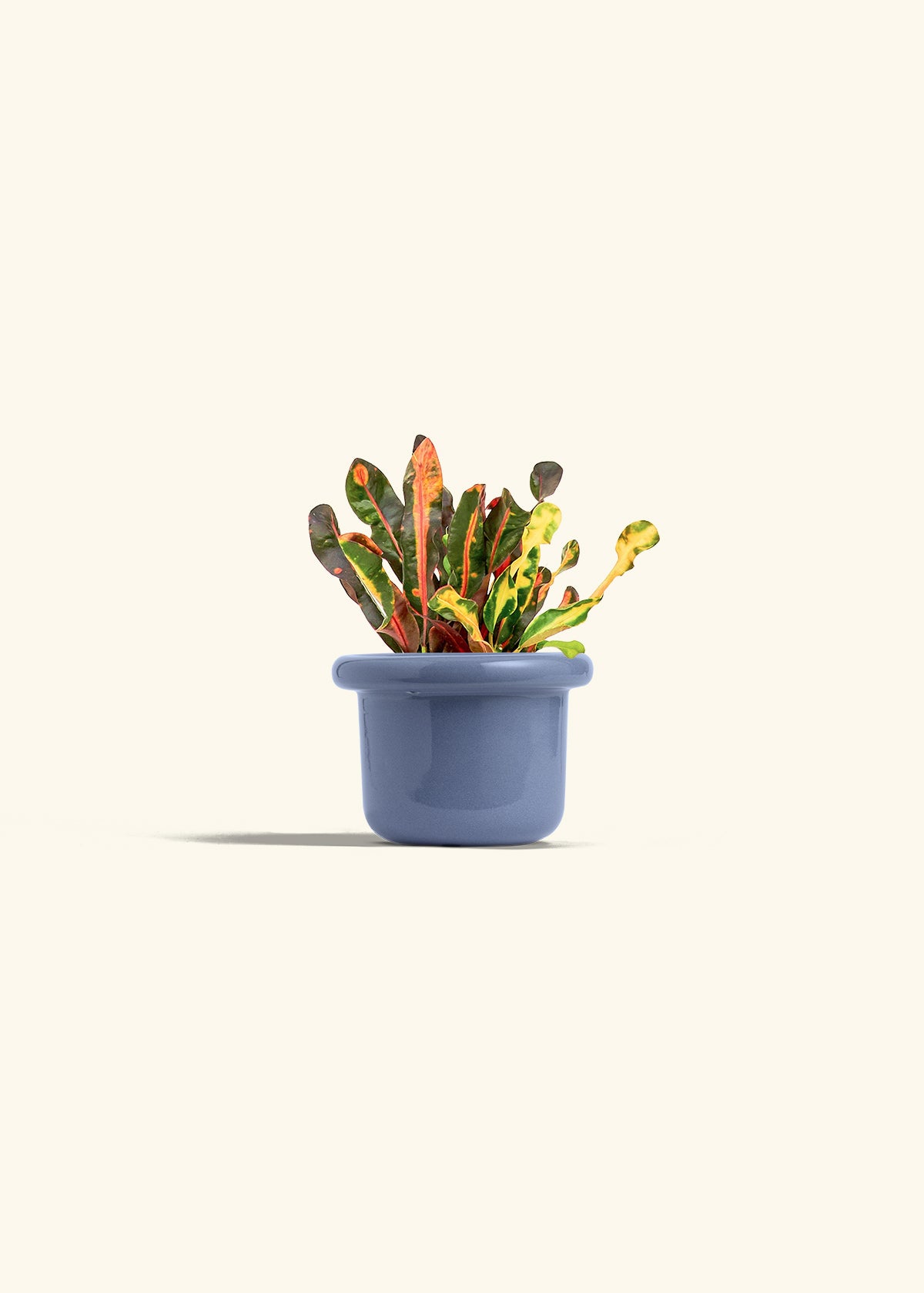 Variegated Croton in a 4 inches Fat Lip Blue Planter 