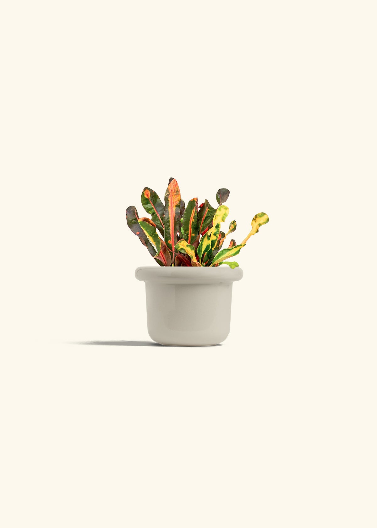 Variegated Croton in a 4 inches Fat Lip Oat Planter 
