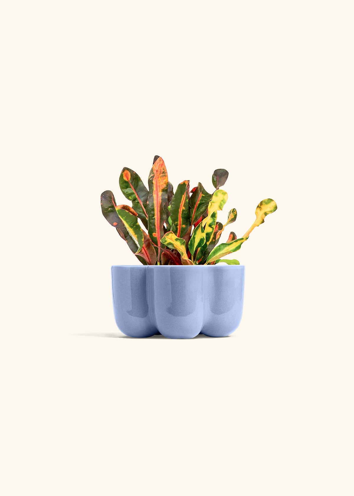 Variegated Croton in a 4 inches in a Blue Petal Planter
