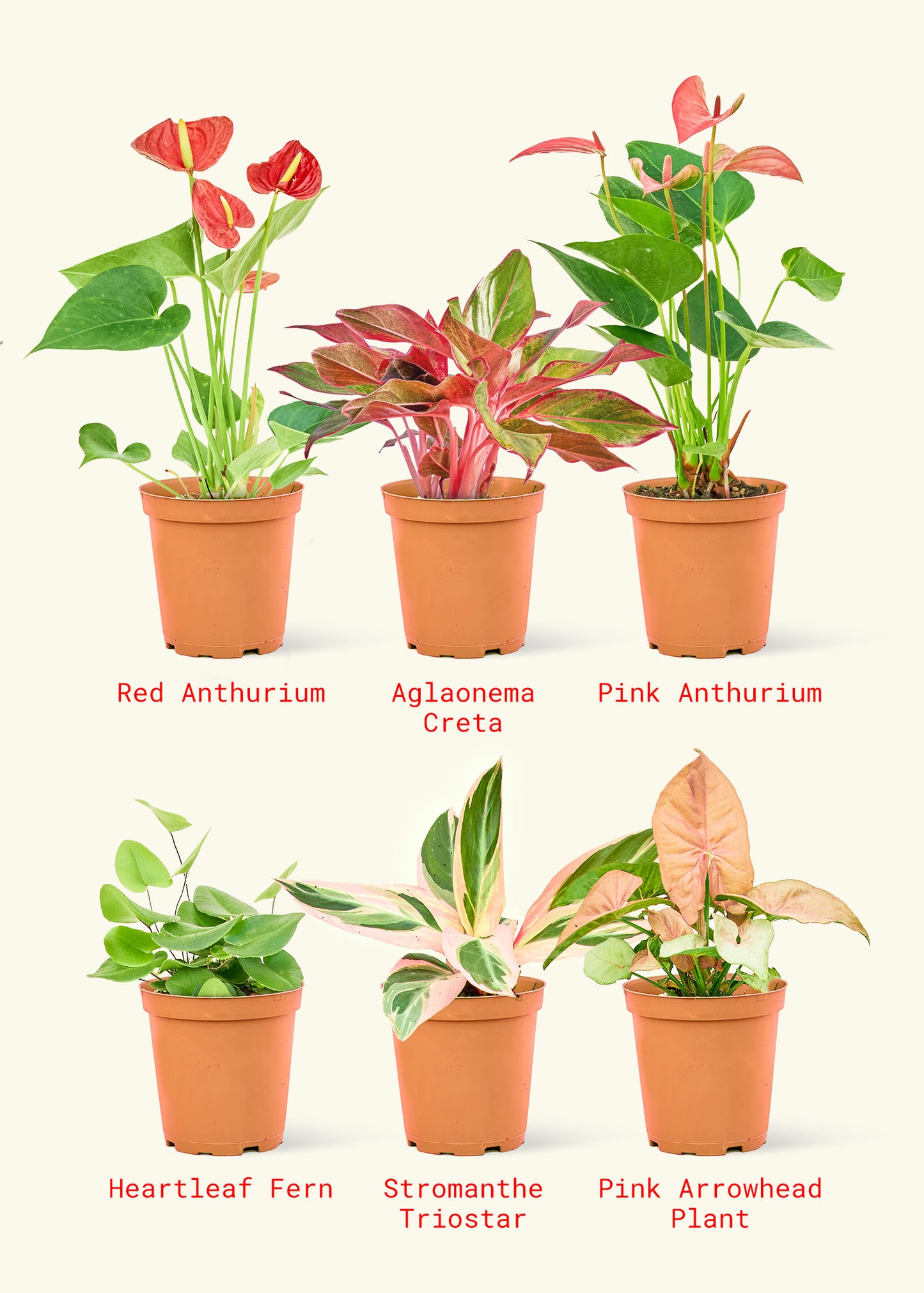 Cupid’s Garden Box - Heartleaf Fern, Red Anthurium, Pink Anthurium, Aglaonema Creta, Stromanthe Triostar, Pink Arrowhead Plant