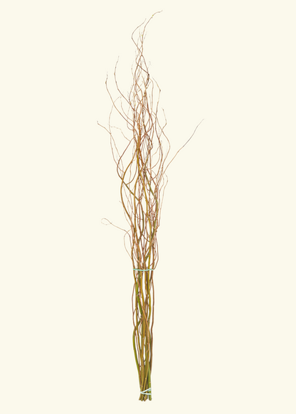 Curly Willow Tip Branches 'Salix matsudana 'Tortuosa'