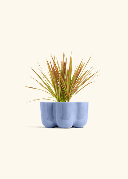 Bicolor Dragon Tree in a 4 inches in a Blue Petal Planter