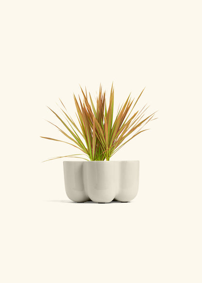Bicolor Dragon Tree in a 4 inches in a Oat Petal Planter