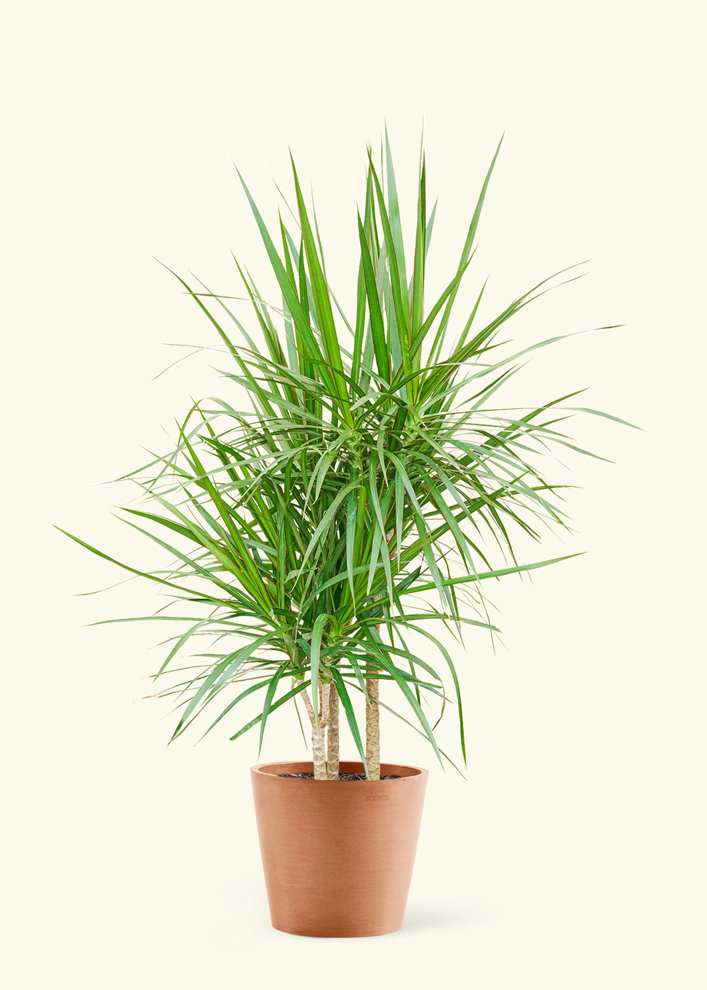Large Madagascar Dragon Tree Plant in a terracotta pot.