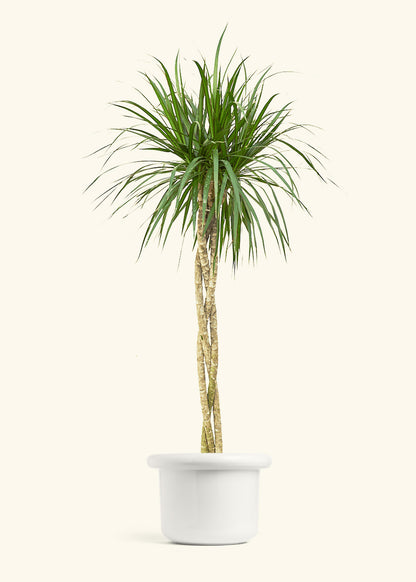 Madagascar Dragon Tree, XL