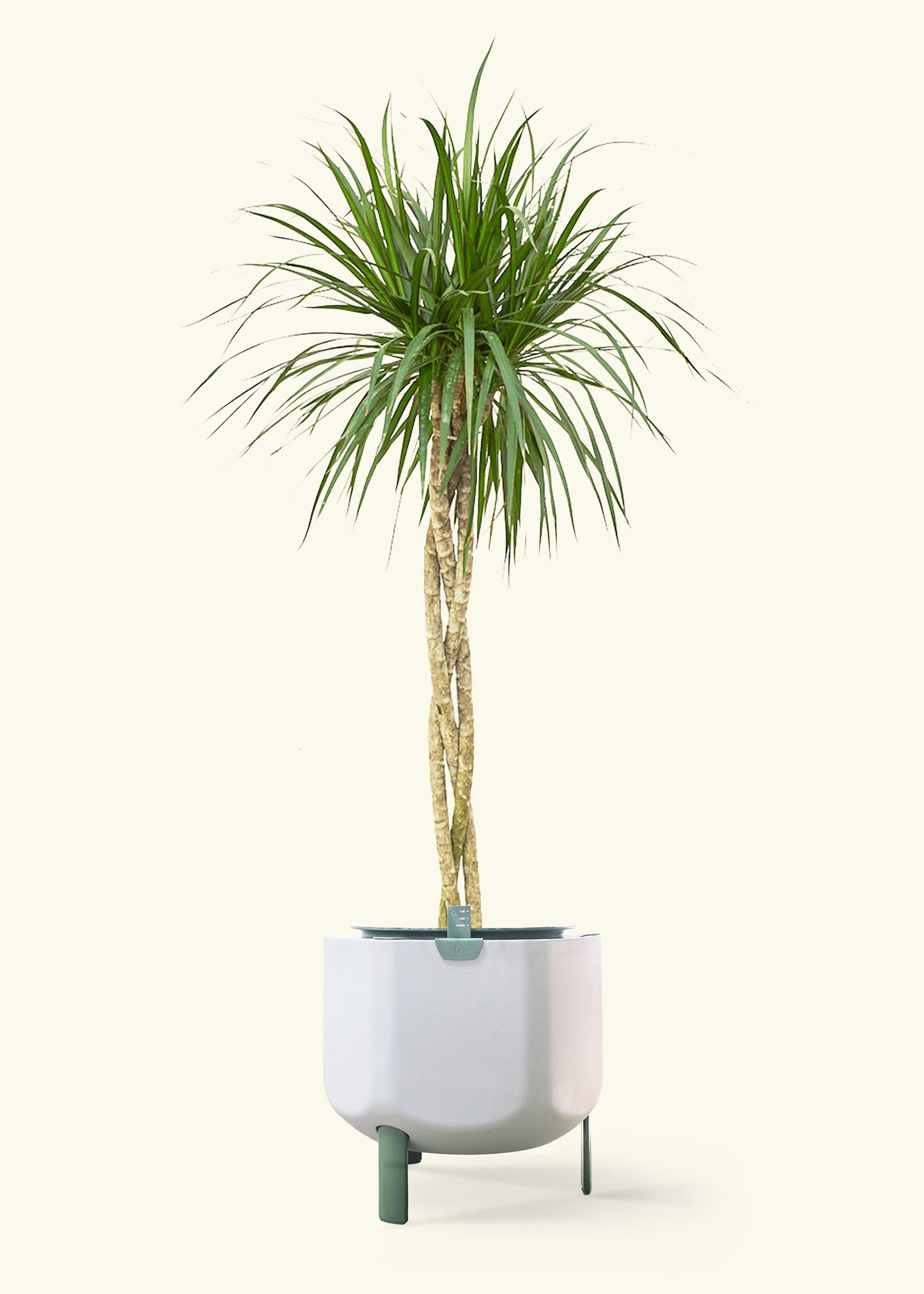 Madagascar Dragon Tree in a 10 inches sage self watering pot