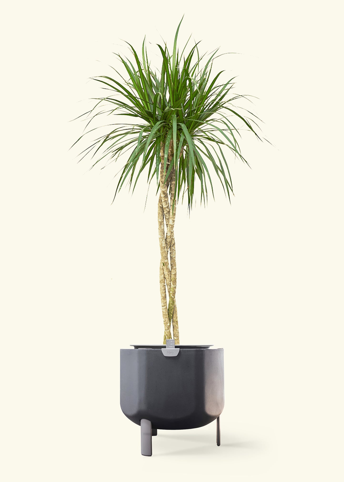 Madagascar Dragon Tree in a 10 inches charcoal self watering pot