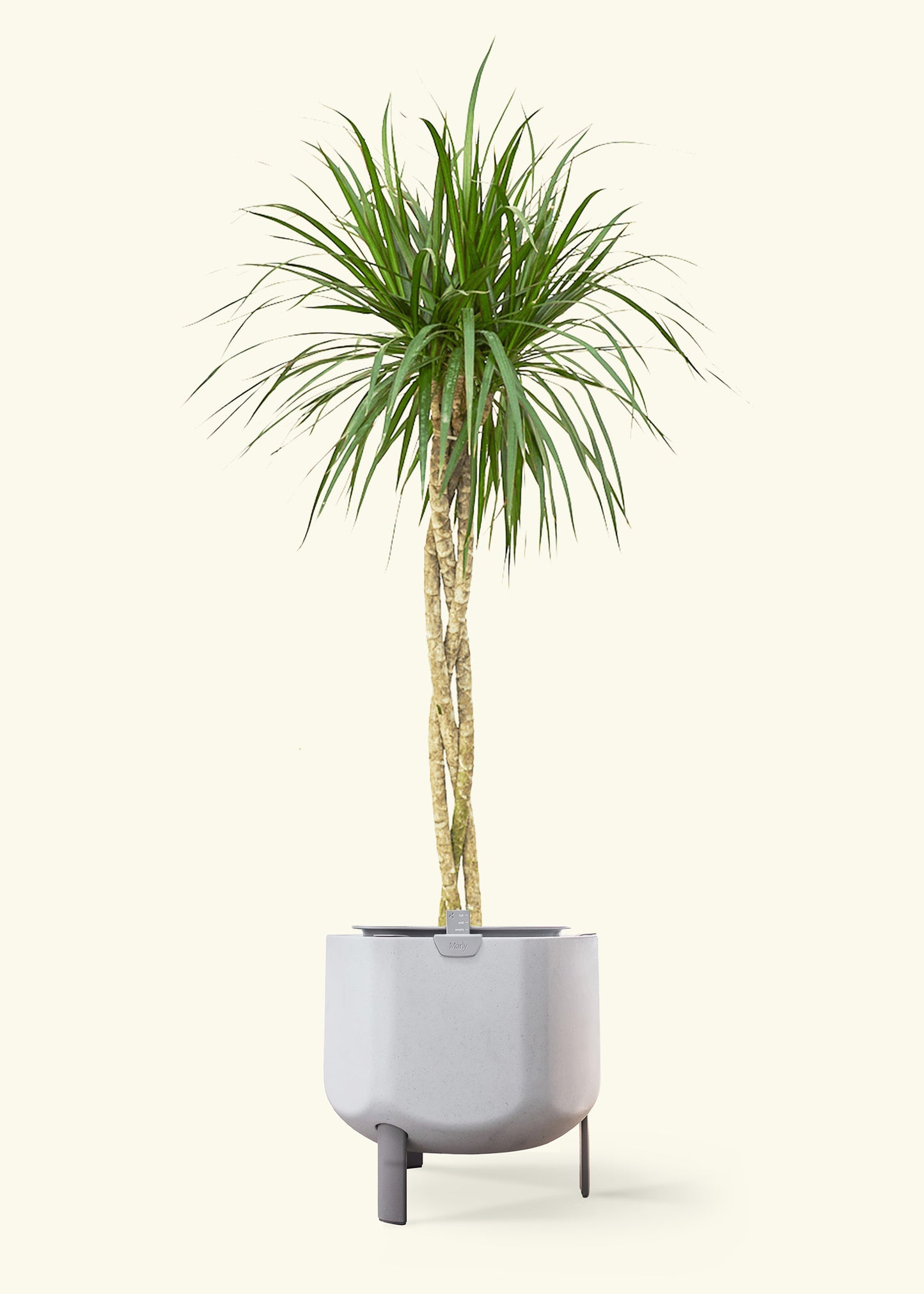 Madagascar Dragon Tree in a 10 inches stone self watering pot