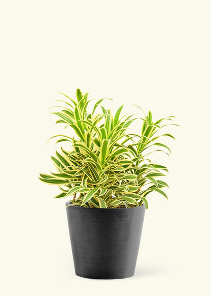 Large Dracaena 'Song of India' Plant in a black pot.