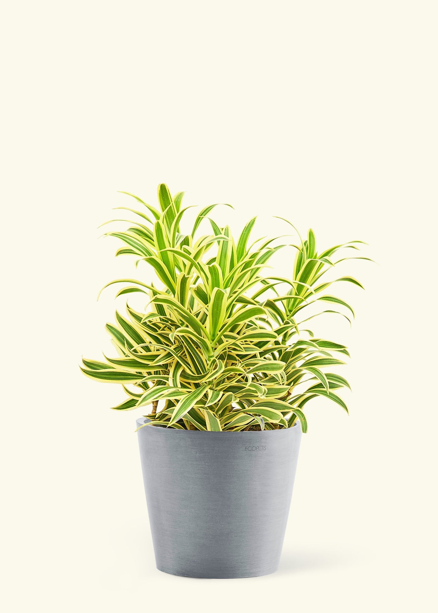 Large Dracaena 'Song of India' Plant in a gray stone pot.