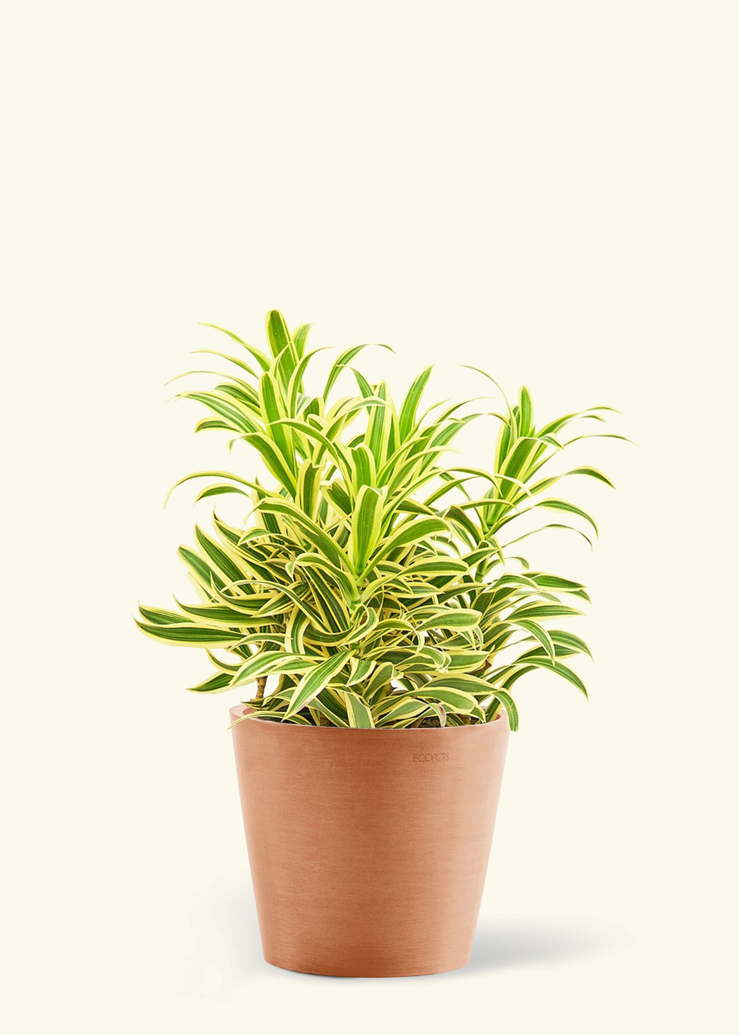 Large Dracaena 'Song of India' Plant in a terracotta pot.