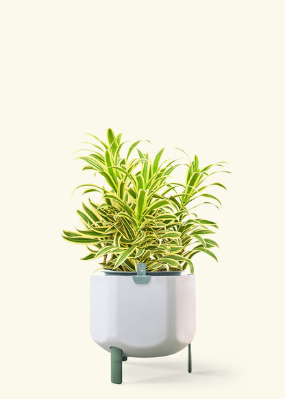 Dracaena 'Song of India' in a 10 inches sage self watering pot