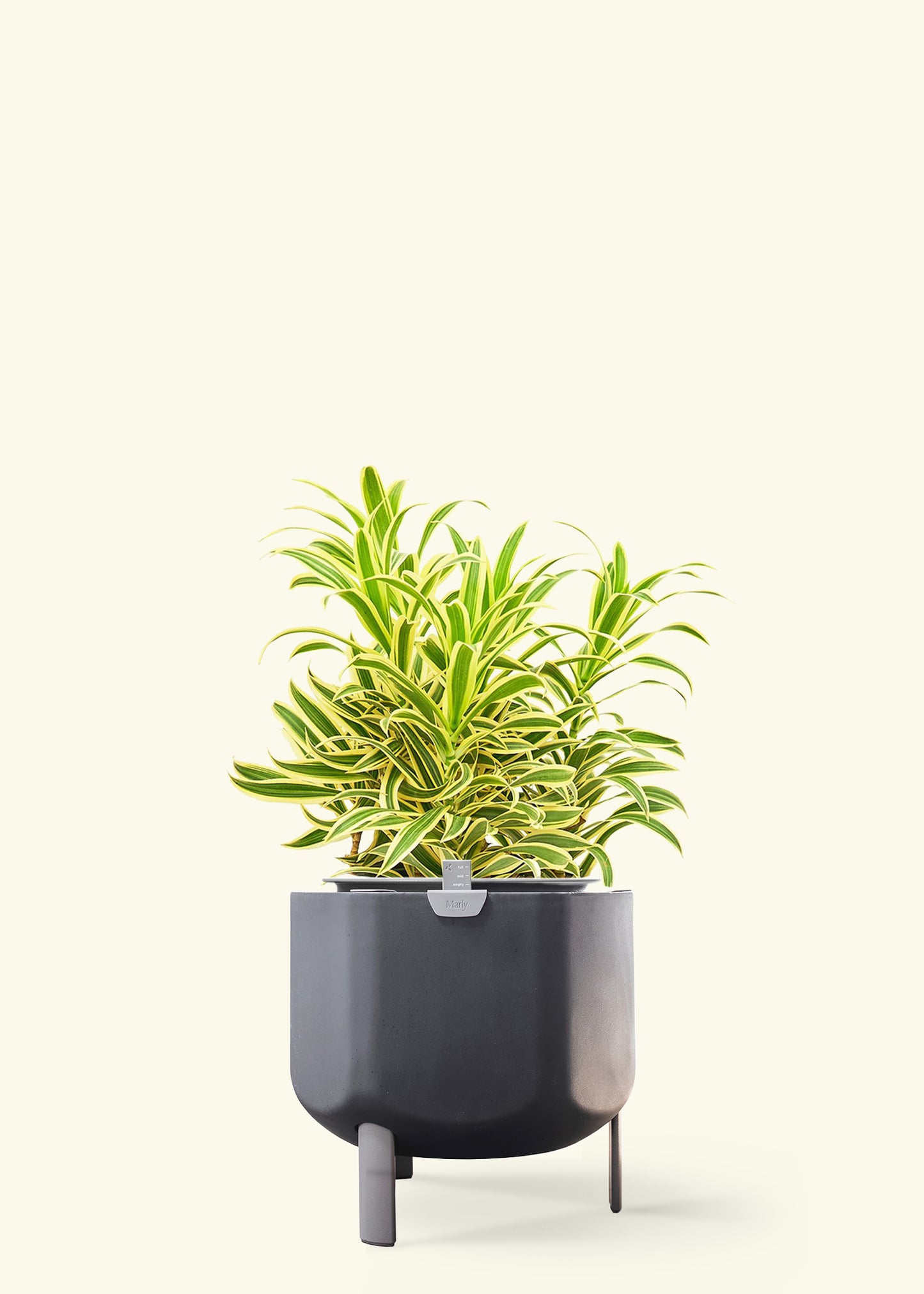 Dracaena 'Song of India' in a 10 inches charcoal self watering pot