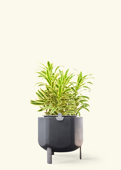 Dracaena 'Song of India' in a 10 inches charcoal self watering pot