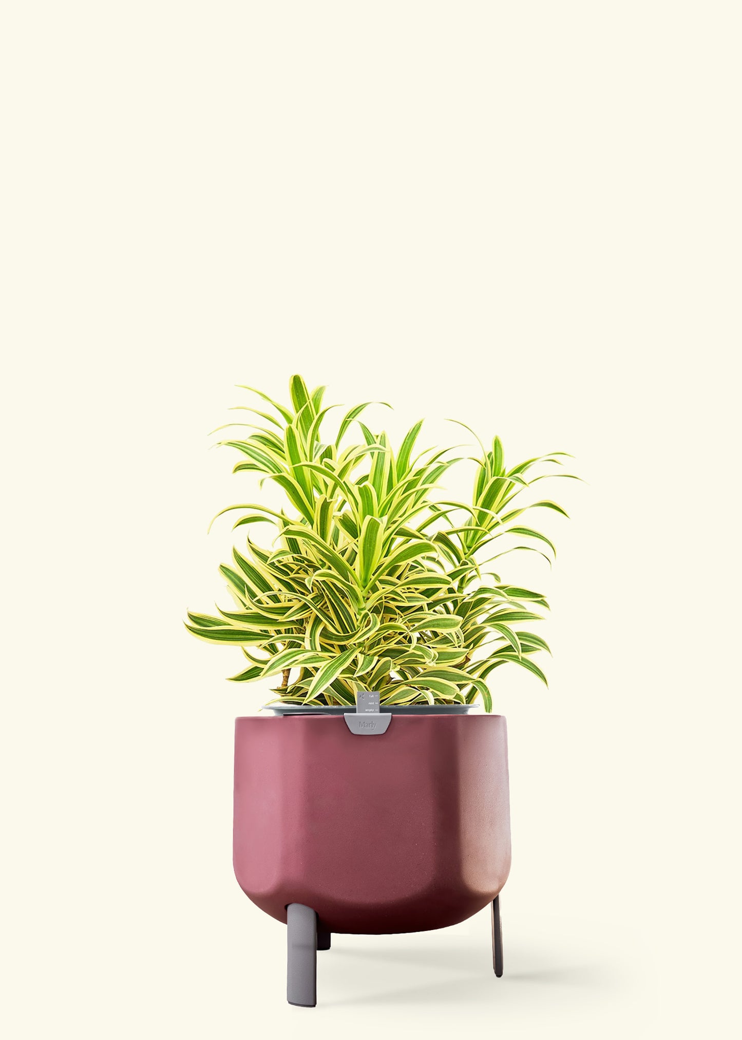 Dracaena 'Song of India' in a 10 inches terracotta self watering pot