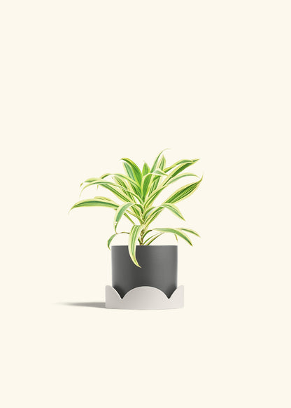Dracaena Song of India in a 4 inches Oat Classic Cylinder Planter in a Oat Petal Drip Tray