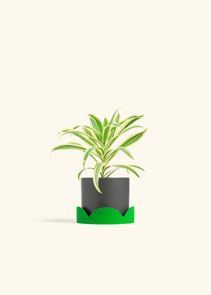 Dracaena Song of India in a 4 inches Oat Classic Cylinder Planter in a Shamrock Petal Drip Tray