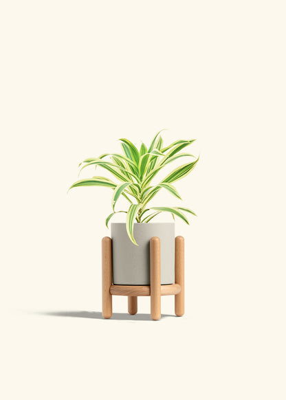 Dracaena Song of India in a 4 inches Charcoal Classic Cylinder Planter in a Beech Wood Stand