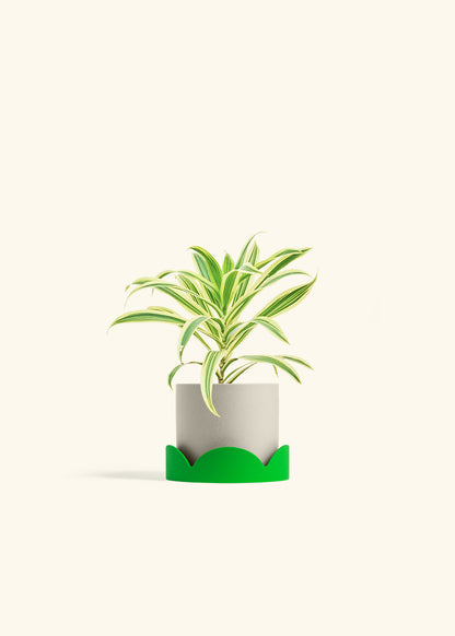 Dracaena Song of India in a 4 inches Charcoal Classic Cylinder Planter 