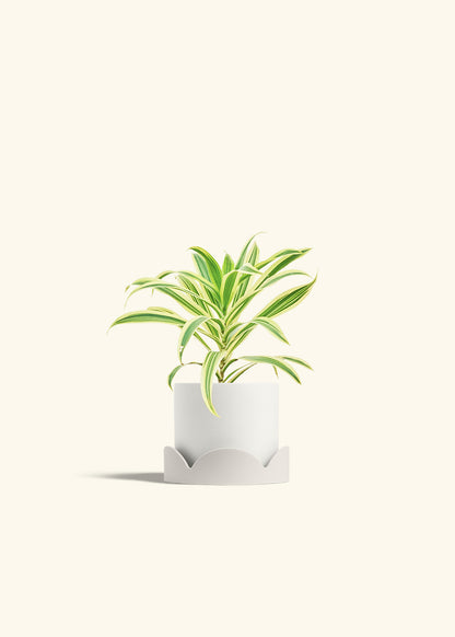 Dracaena Song of India in a 4 inches Fat Lip Oat Planter in a Oat Petal Drip Tray