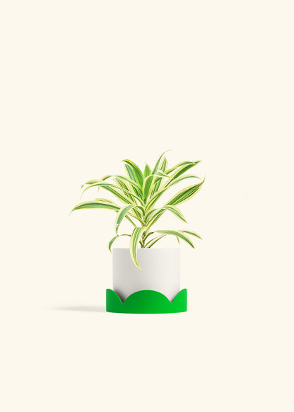 Dracaena Song of India in a 4 inches White Classic Cylinder Planter in a Shamrock Petal Drip Tray