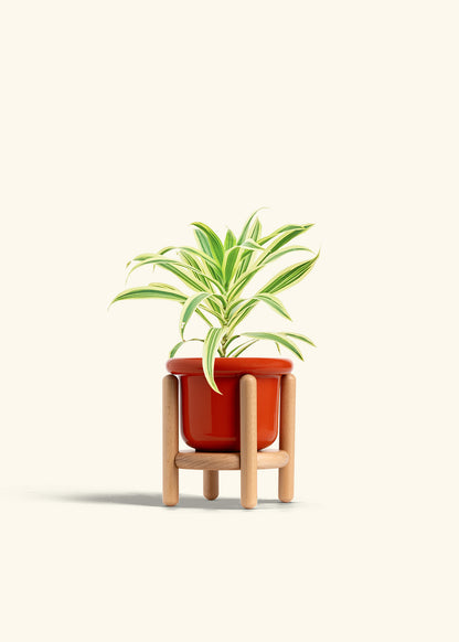 Dracaena Song of India in a 4 inches Fat Lip Red Planter in a Beech Wood Stand