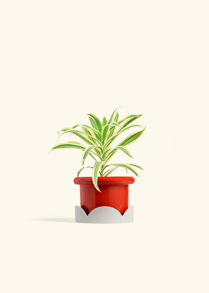 Dracaena Song of India in a 4 inches Fat Lip Red Planter in a Oat Petal Drip Tray